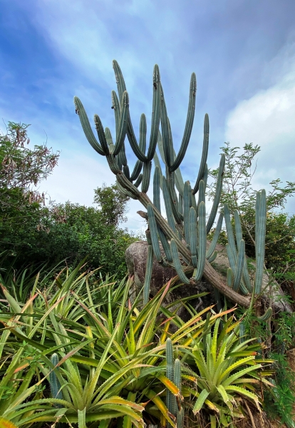 Virgin-Island-Gorda-50