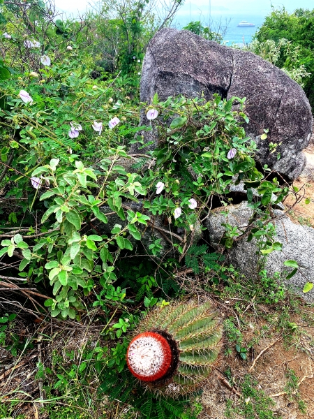 Virgin-Island-Gorda-52