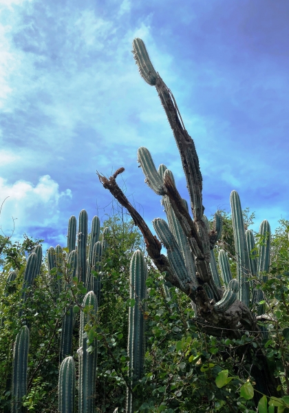 Virgin-Island-Gorda-54