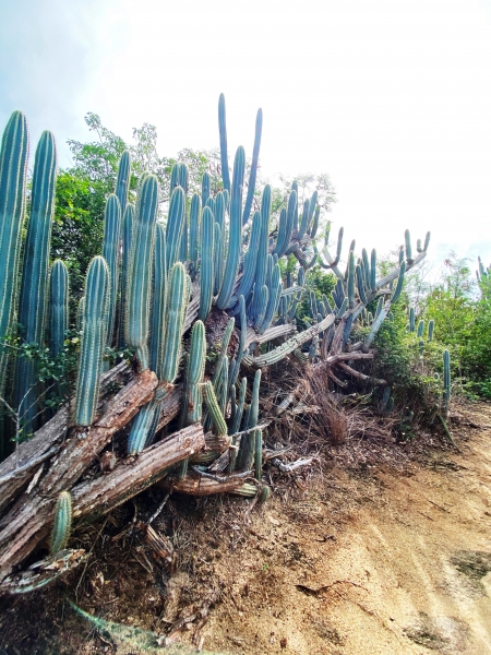 Virgin-Island-Gorda-55