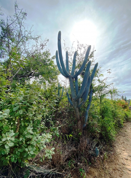 Virgin-Island-Gorda-57