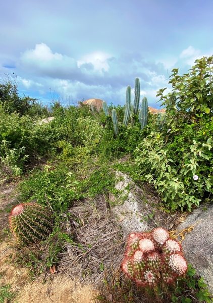 Virgin-Island-Gorda-58