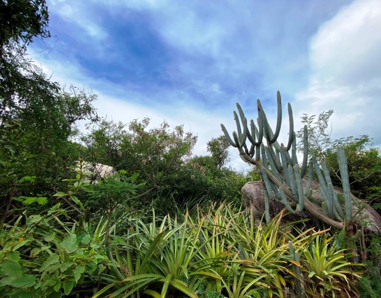 Virgin-Island-Gorda-59