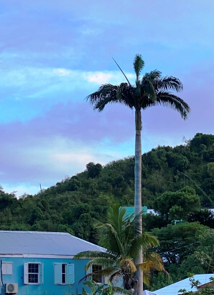 Virgin-Island-Tortola-38