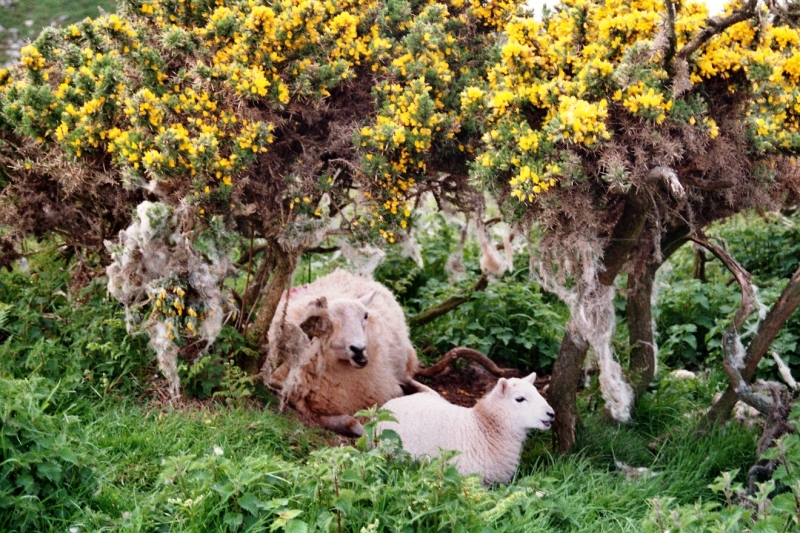 Wales (11)