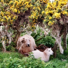 Wales (11)