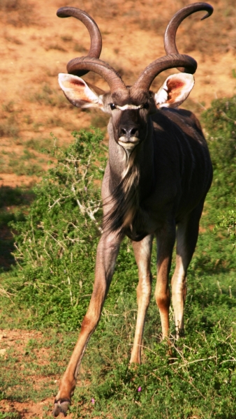 Zuid Afrika (2)