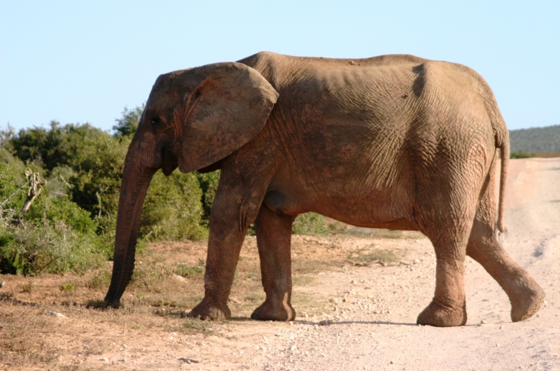 Zuid Afrika (4)