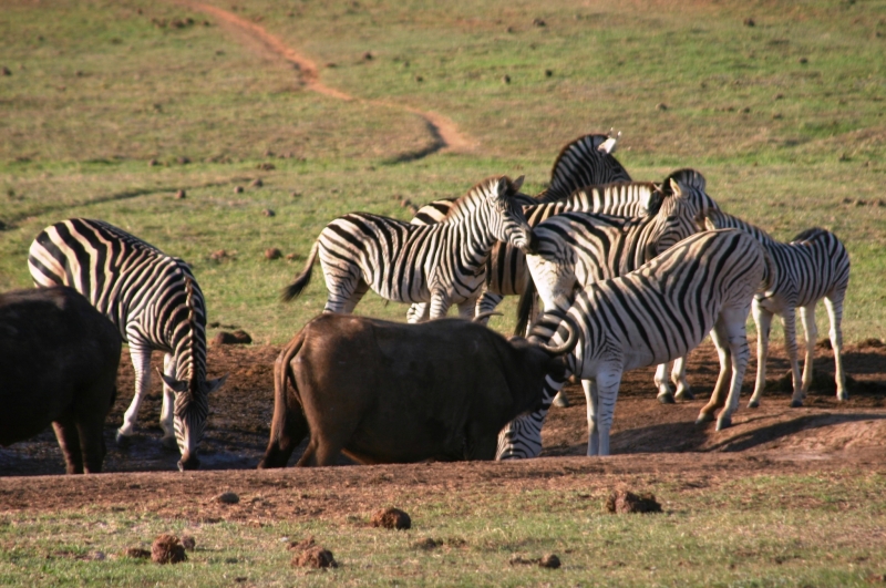 Zuid Afrika (7)