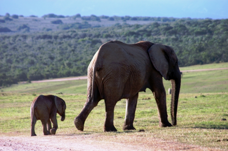 Zuid Afrika (8)