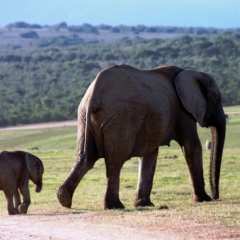 Zuid Afrika (8)