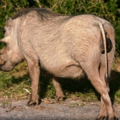 Zuid Afrika (9)