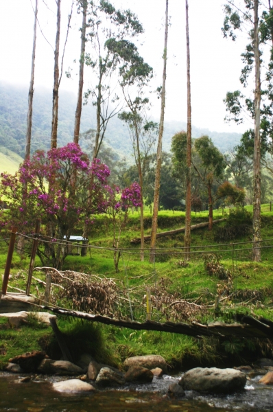 Zuid Colombia (102)