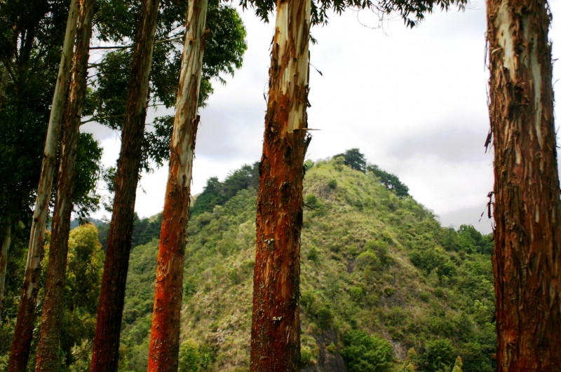 Zuid Colombia (104)