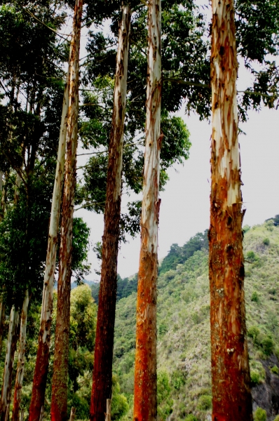 Zuid Colombia (105)