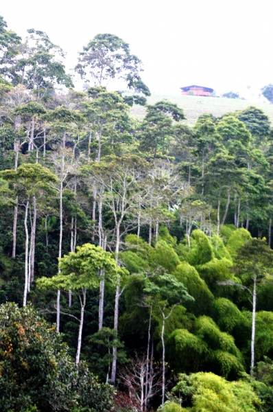 Zuid Colombia (202)