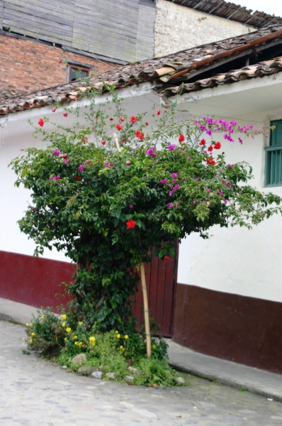 Zuid Colombia (209)