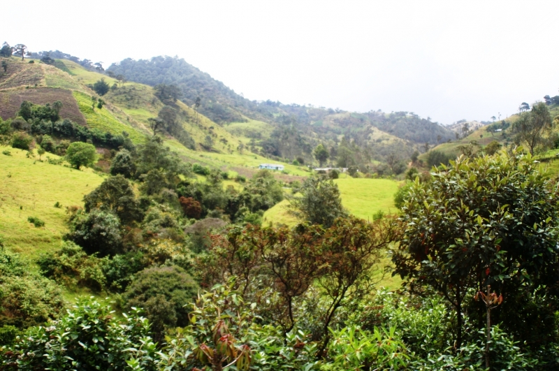 Zuid Colombia (226)