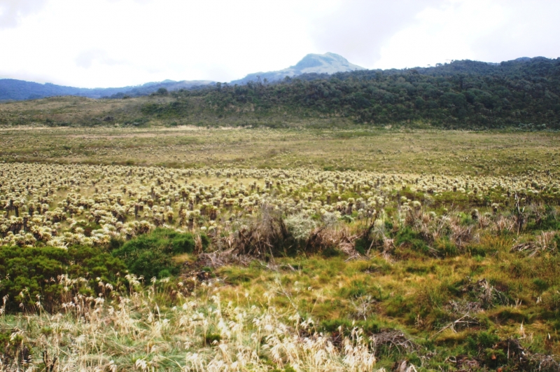 Zuid Colombia (229)