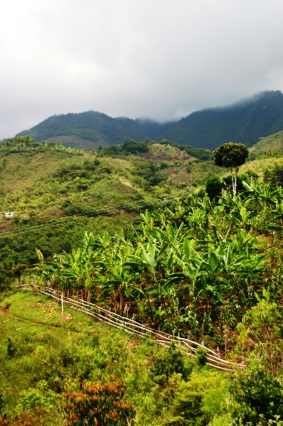 Zuid Colombia (231)