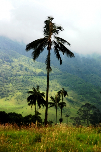 Zuid Colombia (53)