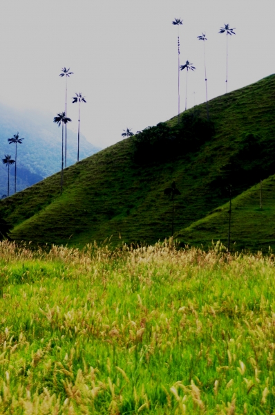 Zuid Colombia (55)