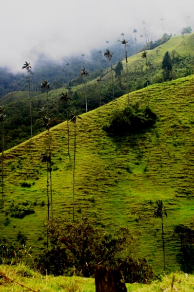 Zuid Colombia (56)