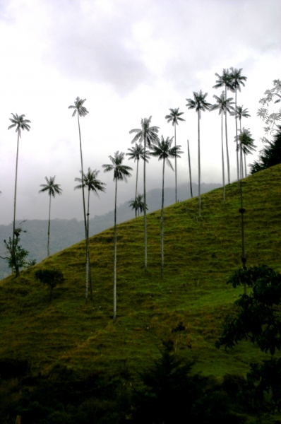 Zuid Colombia (59)