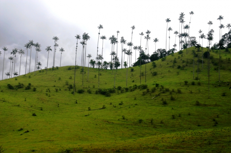 Zuid Colombia (60)