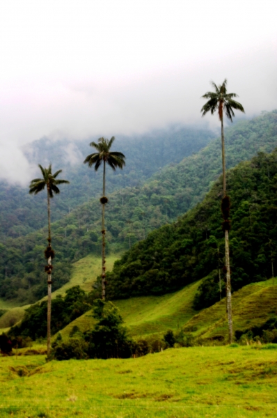 Zuid Colombia (61)