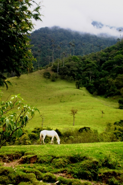 Zuid Colombia (64)