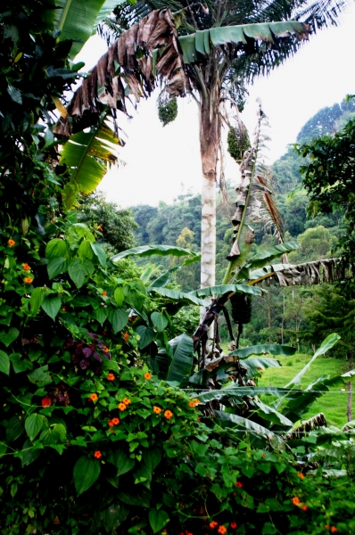 Zuid Colombia (67)
