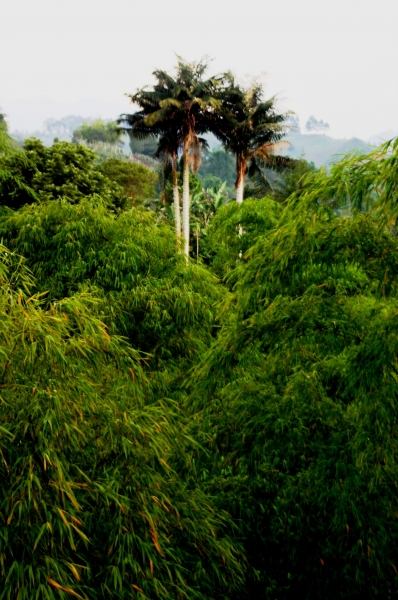 Zuid Colombia (69)