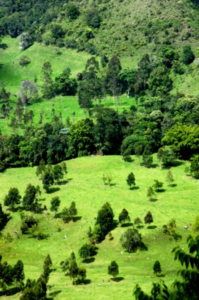 Zuid Colombia (82)