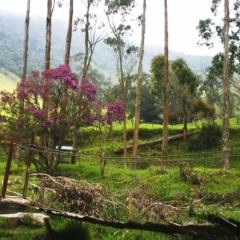 Zuid Colombia (102)