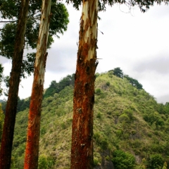 Zuid Colombia (104)