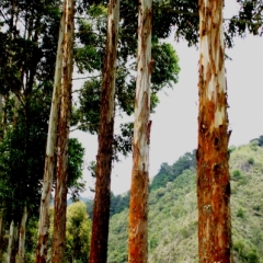 Zuid Colombia (105)