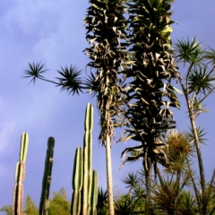 Zuid Colombia (107)