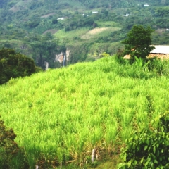Zuid Colombia (189)