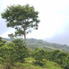 Zuid Colombia (190)