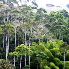 Zuid Colombia (202)