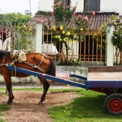 Zuid Colombia (206)