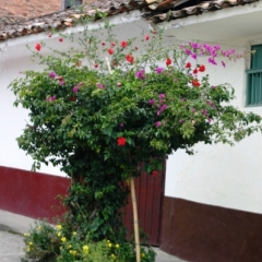 Zuid Colombia (209)