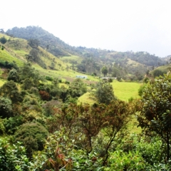 Zuid Colombia (226)