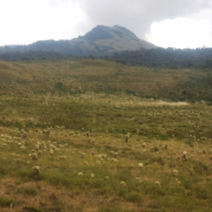 Zuid Colombia (228)