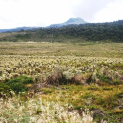 Zuid Colombia (229)