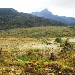 Zuid Colombia (230)