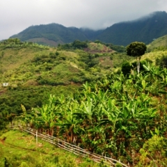 Zuid Colombia (231)