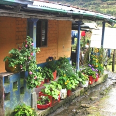 Zuid Colombia (233)