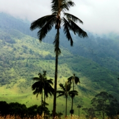 Zuid Colombia (53)